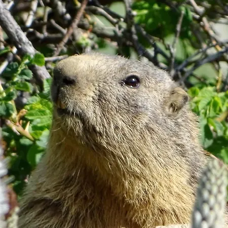 L'ansloboys Montagne Al2 * Les Deux Alpes