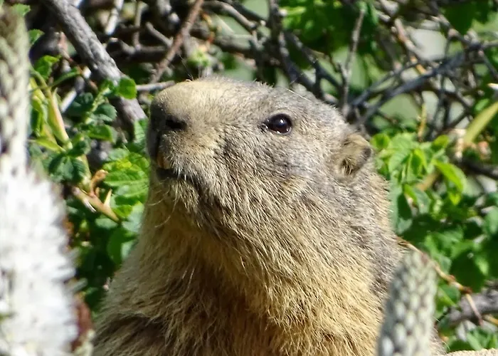 L'ansloboys Montagne Al2 * Ле дез Альп